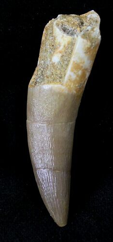 Fossil Plesiosaur Tooth - Morocco #23777